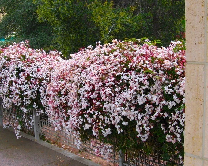 Pink Jasmine Live Plant – Jasminum polyanthum Rooted Vine, Fast-Growing Climbing Plant with Fragrant Pink Blooms