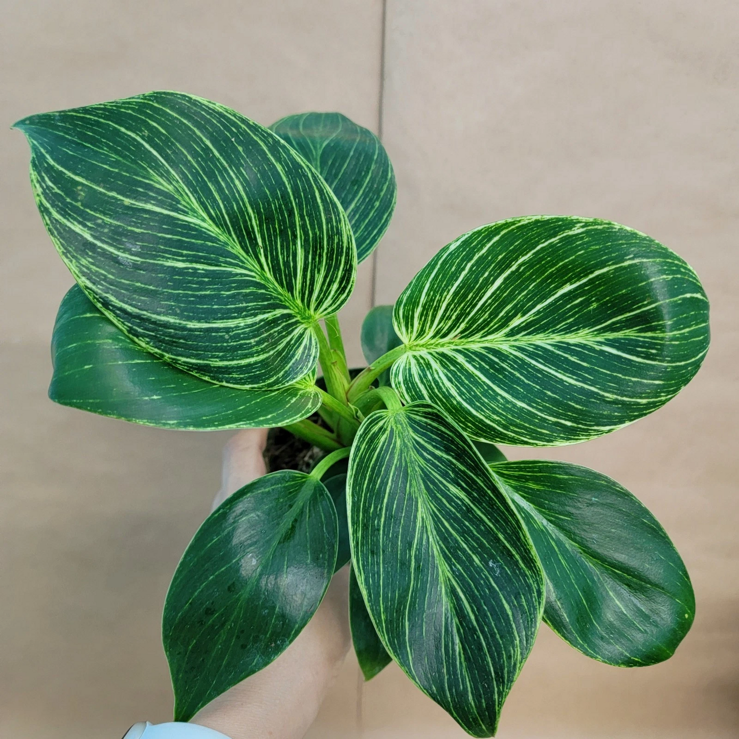 Philodendron Birkin – Variegated Houseplant in 4” Pot – Tropical Indoor Foliage Plant – Epipremnum aureum