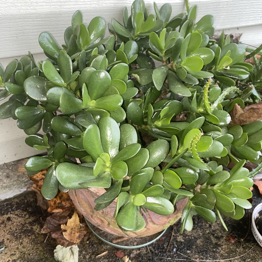 Jade Plant Cuttings – 3 Crassula Ovata Succulent Stems for Propagation and Indoor Gardening