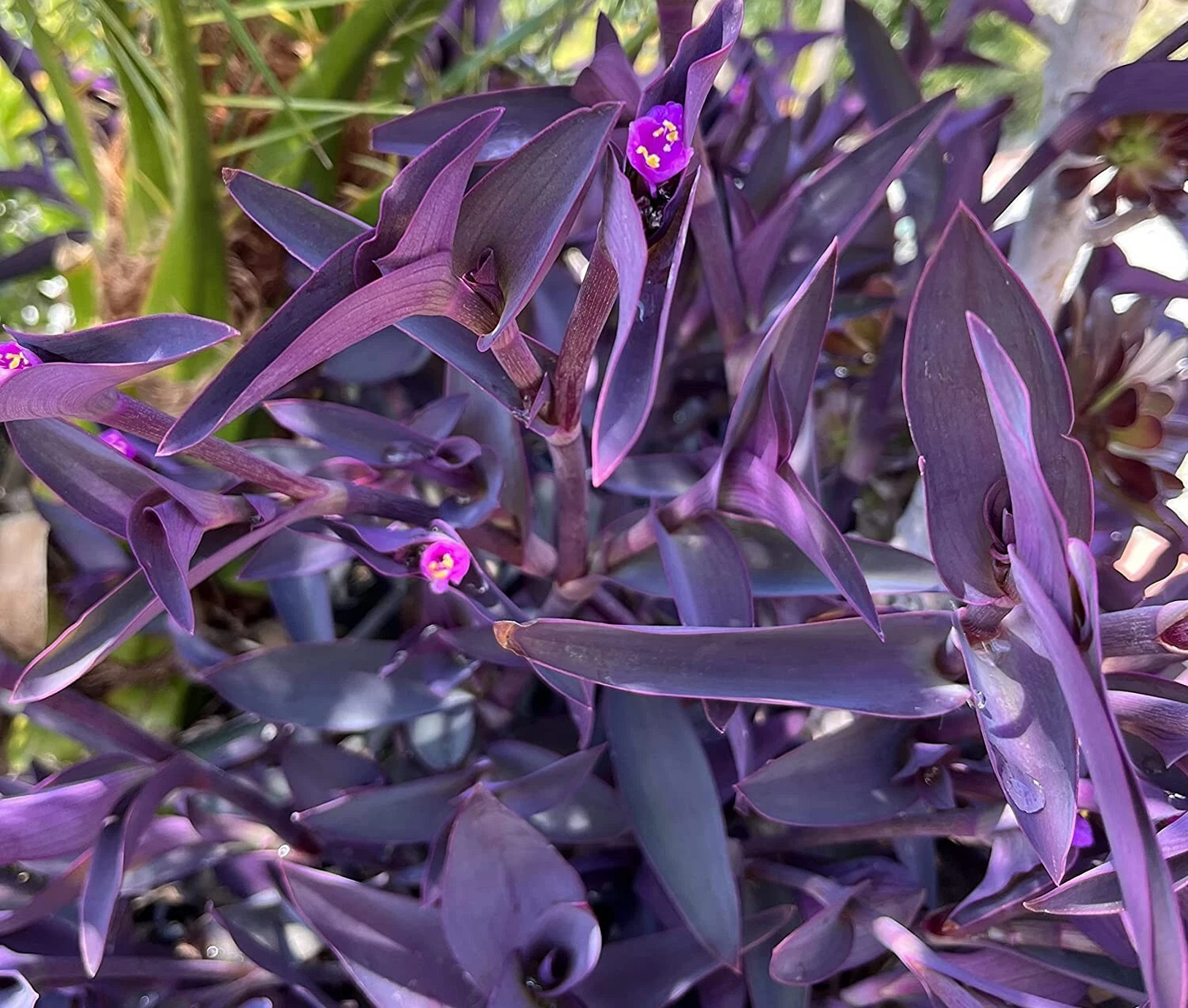 Purple Heart Tradescantia Cuttings – 5 Live Tradescantia pallida Plant Cuttings for Indoor & Outdoor Gardening