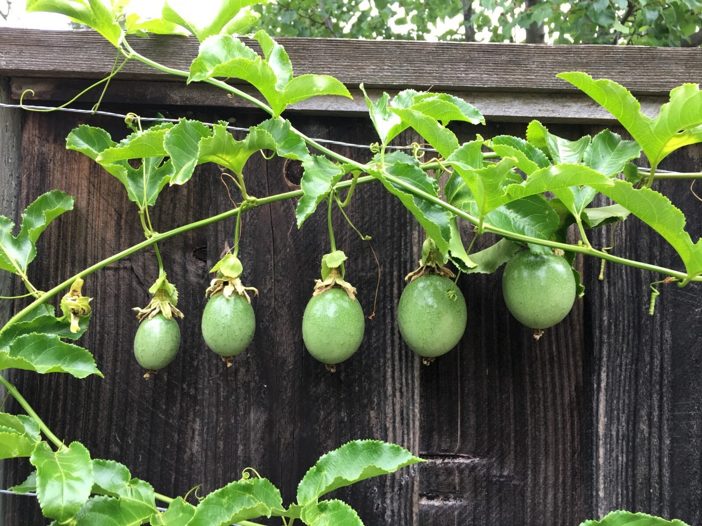 Purple Passion Fruit Cuttings – 10 Live Passiflora edulis Vine Propagation Plants for Gardening