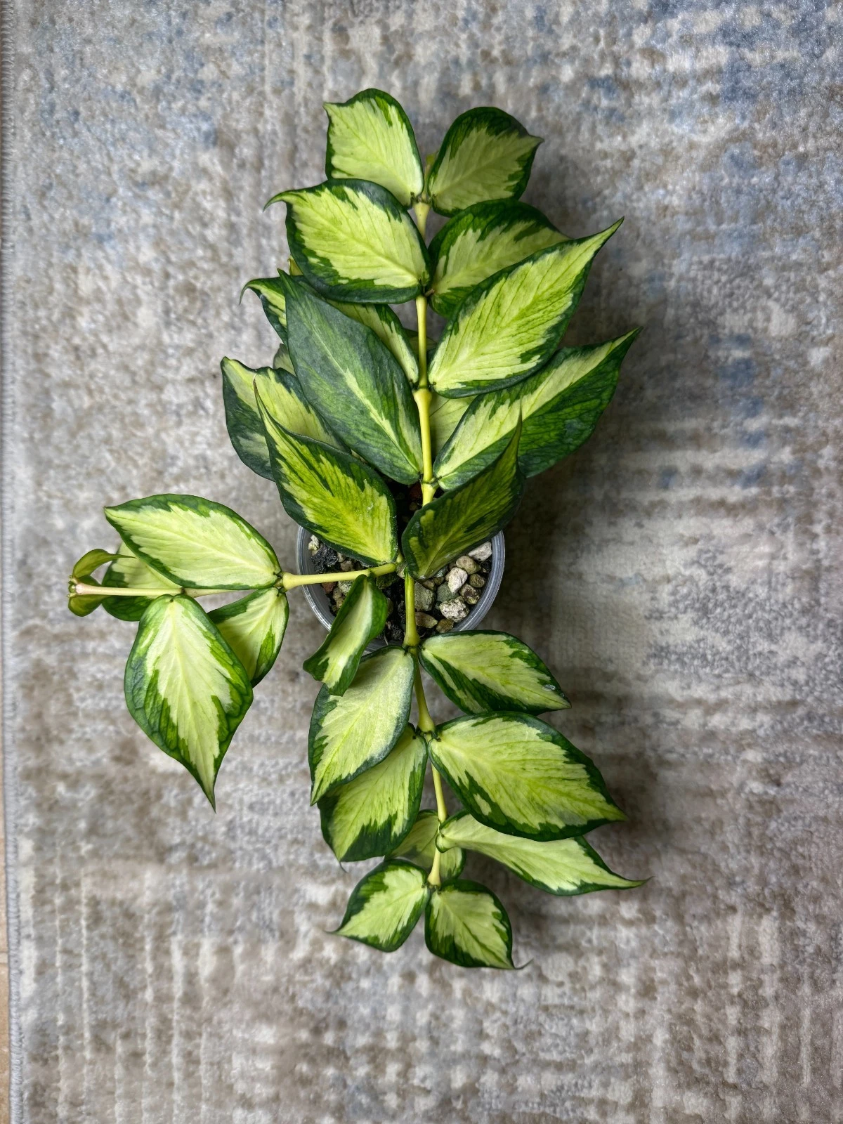 Hoya polyneura Inner Variegated 1 Node Cutting – Rare Mermaid Tail Hoya Live Starter for Rooting & Growing