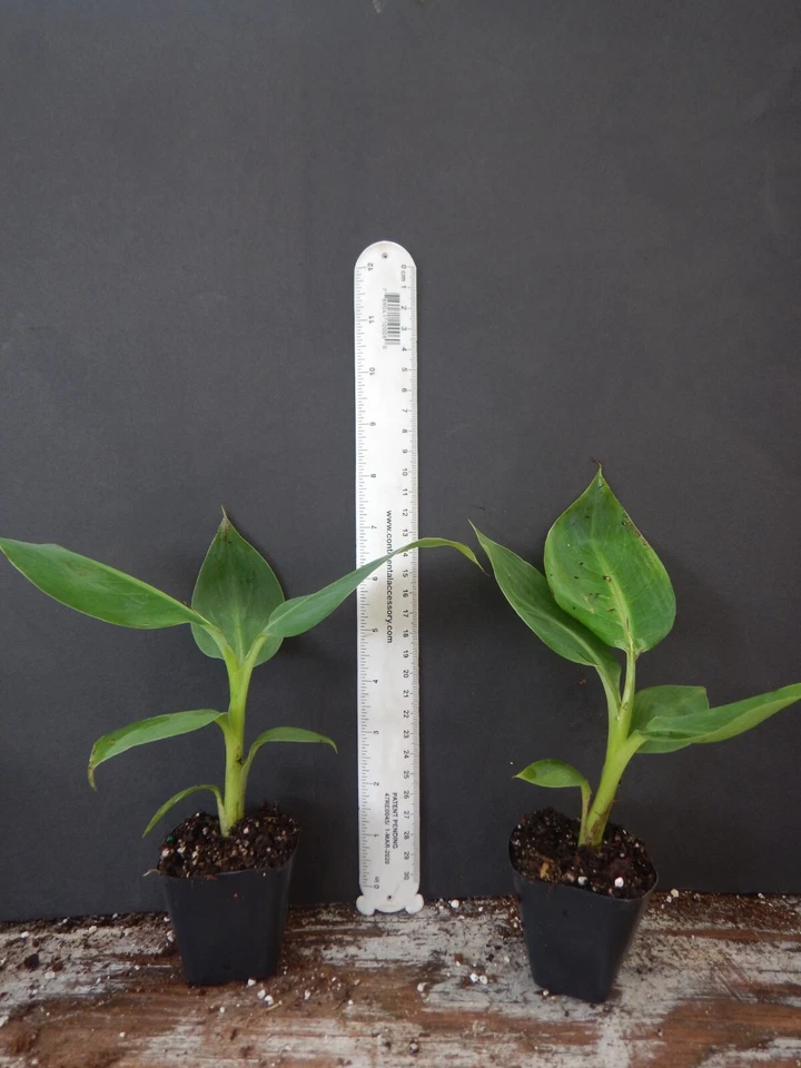 Gold Finger Banana Tree Starter Plant | Musa acuminata ‘Goldfinger’ | Tropical Banana for Garden or Container Growing