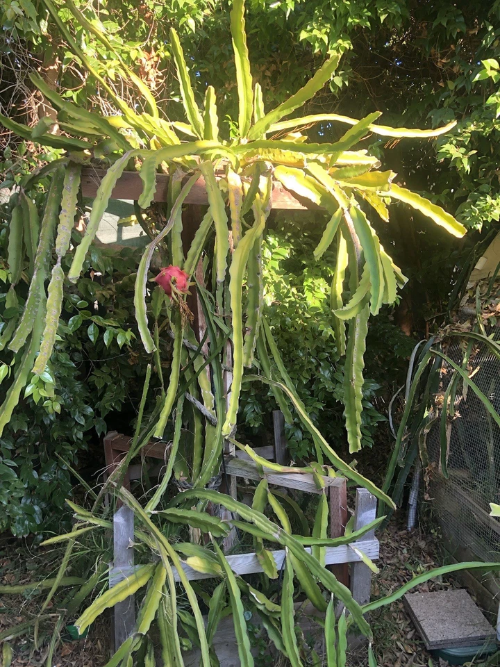 Dragon Fruit Cuttings – 3 Live Hylocereus Stems, 6"+, Random Variety Mix, Easy-Rooting Climbing Cactus for Warm Climate Gardens