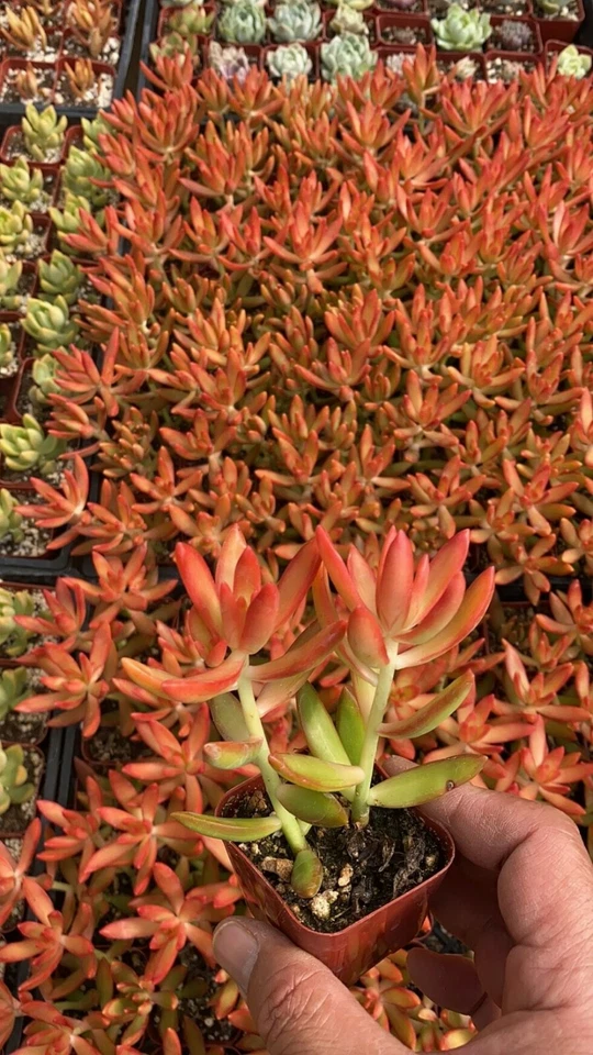 Sedum adolphii ‘Firestorm’ Succulent in 2-Inch Pot – Drought-Tolerant Indoor Plant with Orange-Red Tips
