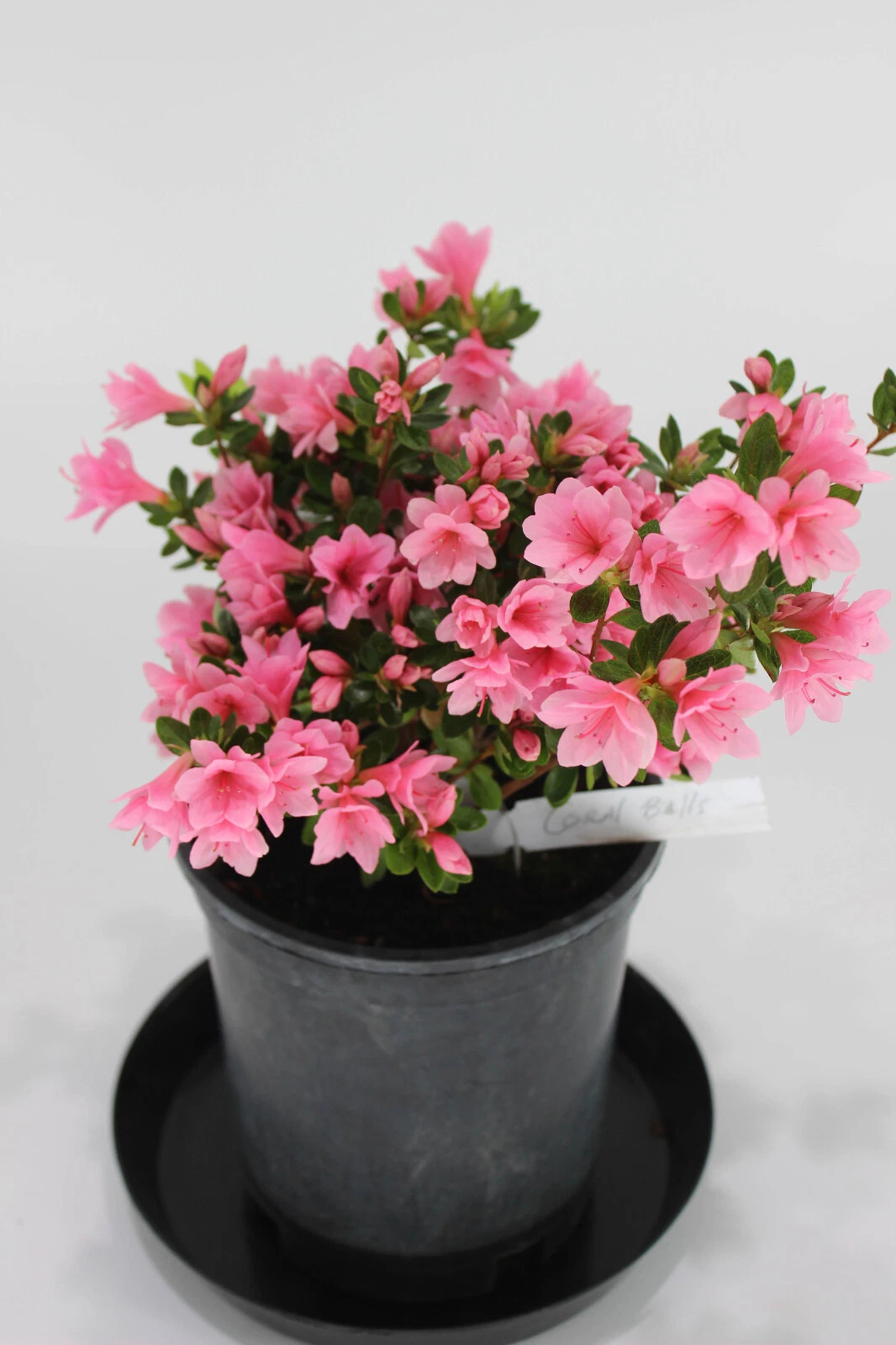 Satsuki Azalea Bonsai Tree One Gallon Live Flowering Hybrid L. C. Fisher Azalea (Rhododendron indicum)