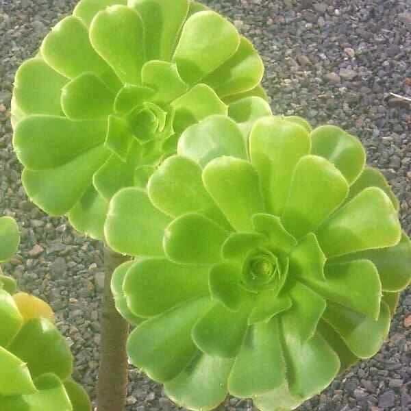 Aeonium arboreum Green Rose Succulent Cuttings – 2 Unrooted Rosettes, 4 Inch Diameter, Propagation Planting, Perennial Succulent