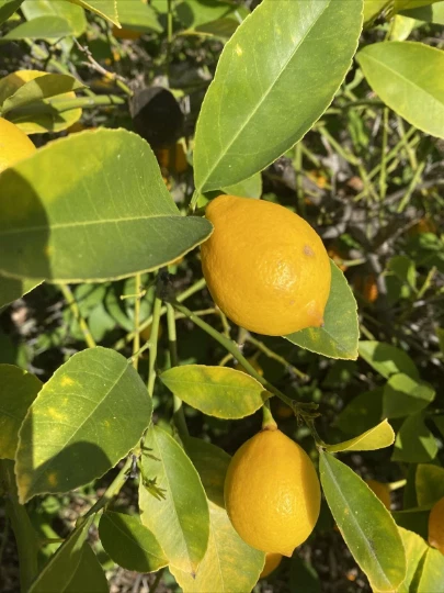 Meyer Lemon Cuttings – 6 Unrooted Citrus × meyeri Propagation Planting for Home Garden
