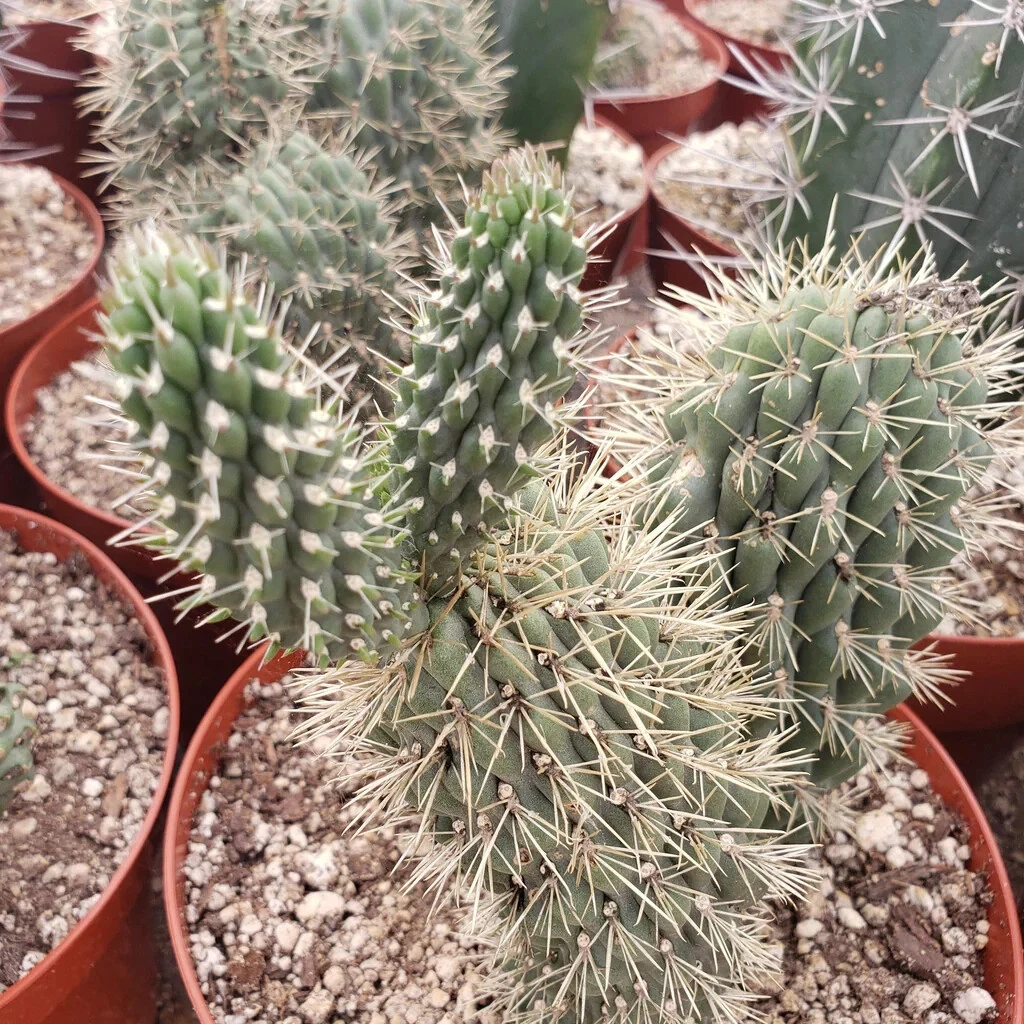 Boxing Glove Cactus Cutting – Live Cylindropuntia Fulgida Monstrosa Succulent for Garden or Collection
