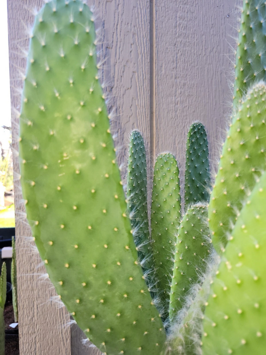 Opuntia Snow White Prickly Pear Cactus Cutting – Fresh Green Pad with White Spines for Succulent Collection