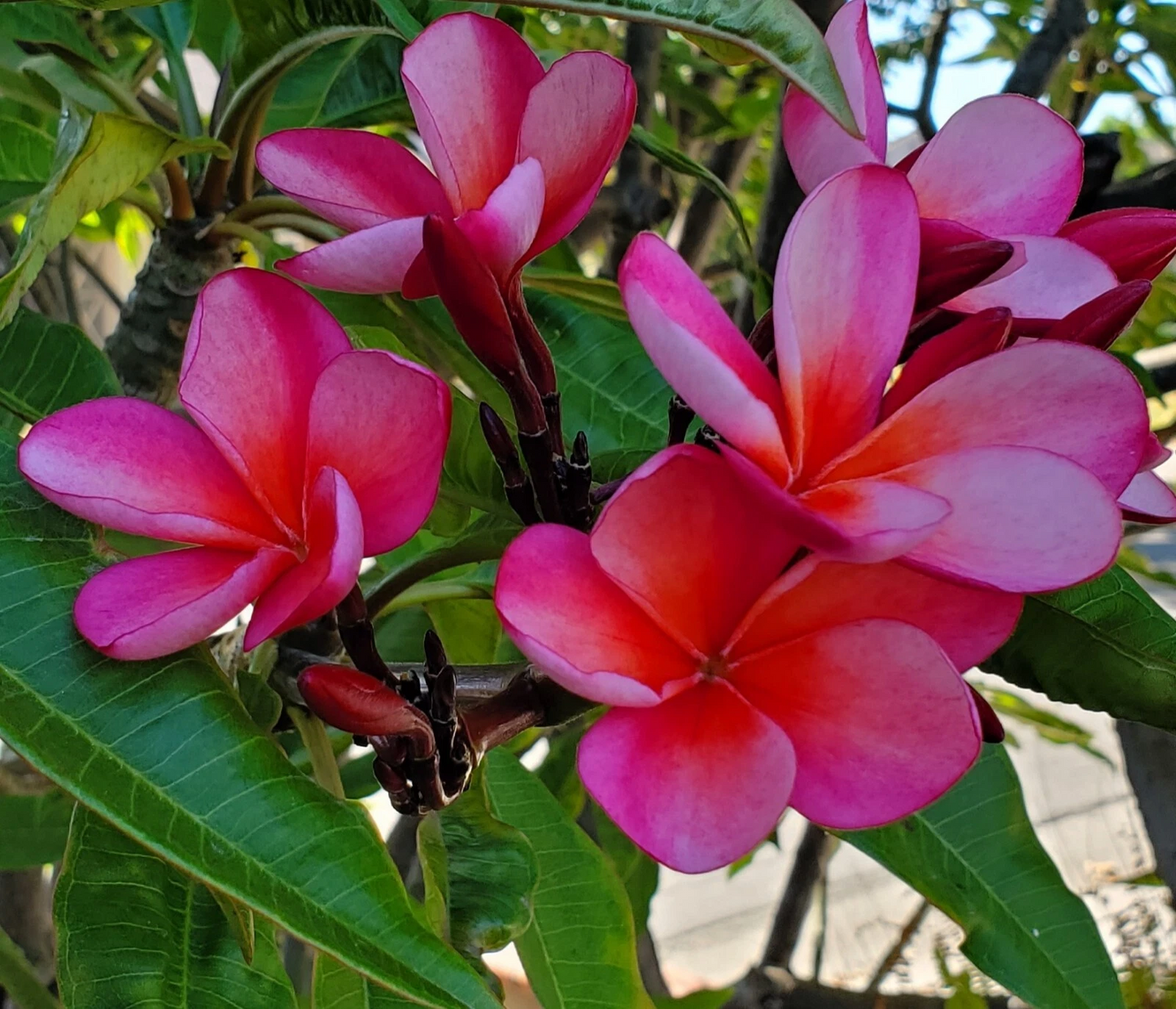 Pink Light Orange Plumeria Cutting – 7-12" Fresh Unrooted Tropical Frangipani Stem with Fragrant Blooms