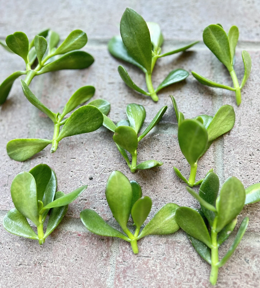 Jade Plant Cuttings – 5 Crassula ovata Succulent Stems 3–5 Inches for Propagation, Indoor Garden, Money Plant, Lucky Plant