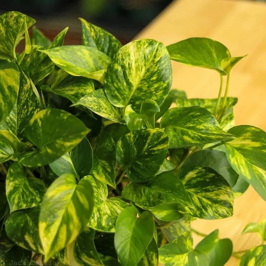 Golden Pothos Starter Plants – 3 Unrooted Cuttings – Epipremnum Aureum Indoor Vine Houseplant for Beginners