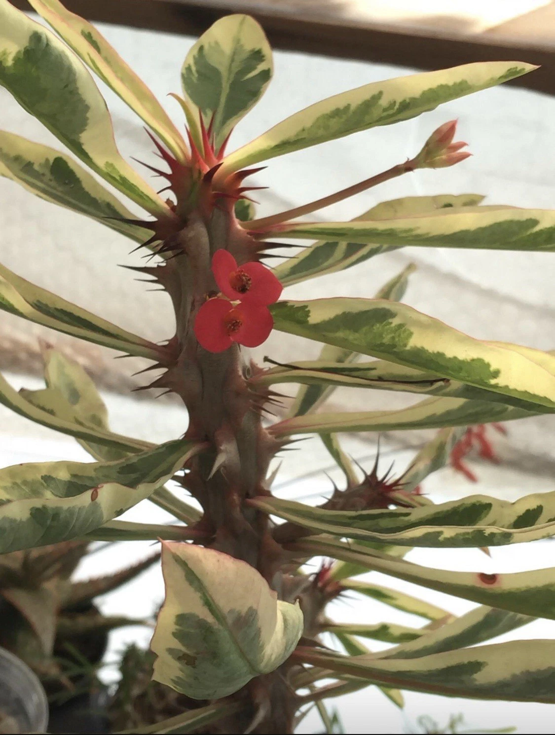 Variegated Euphorbia Crown of Thorns Plant in 4-Inch Pot, Easy Care Succulent with Colorful Leaves and Sturdy Stems