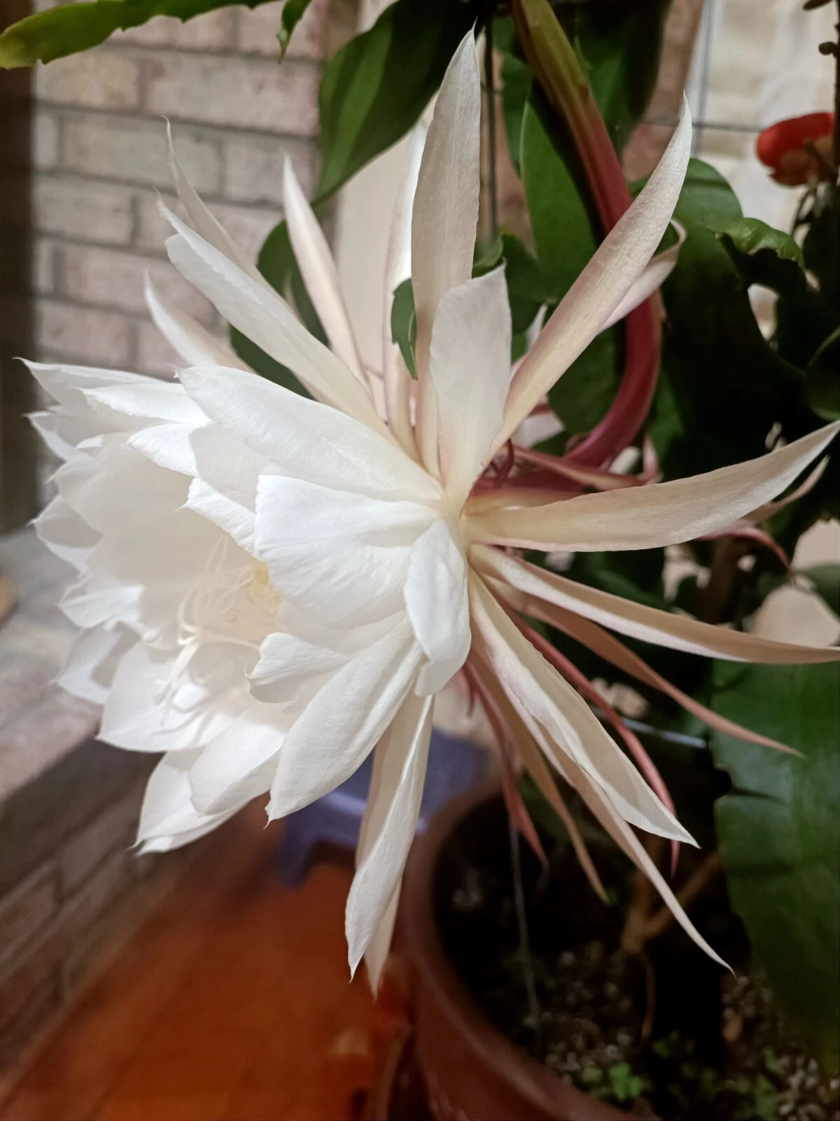 Queen of the Night Cuttings – 4-6" Epiphyllum oxypetalum Orchid Cactus Stems for Rooting – Night-Blooming Fragrant White Flowers