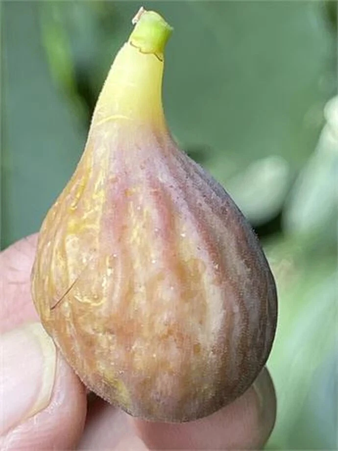 Celeste Fig Cutting – Ficus carica Live Unrooted Fruit Tree Cutting with 3+ Nodes, Over 8 Inches Long