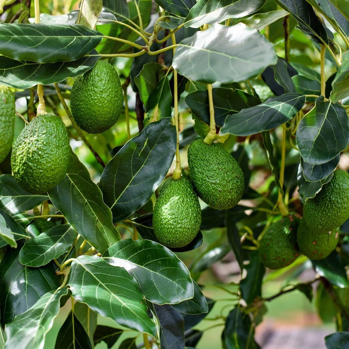 Bacon Avocado Tree Cuttings, 2 PCS Fresh Scions for Grafting, Persea americana Bacon Variety, Fruit Tree Propagation