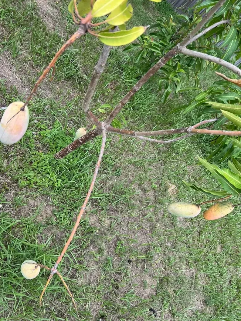 Mahachanok Mango Cutting – Unrooted Stem for Grafting or Rooting, Premium Thai Mangifera Indica for Warm Climate Gardens