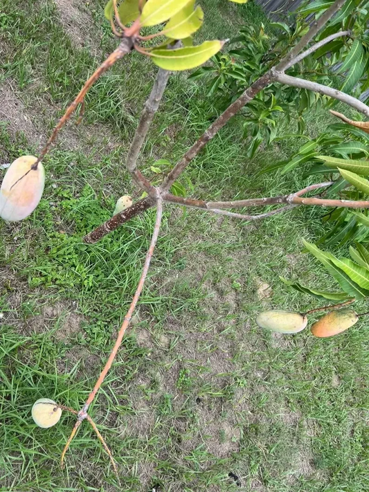 Mahachanok Mango Cutting – Unrooted Stem for Grafting or Rooting, Premium Thai Mangifera Indica for Warm Climate Gardens