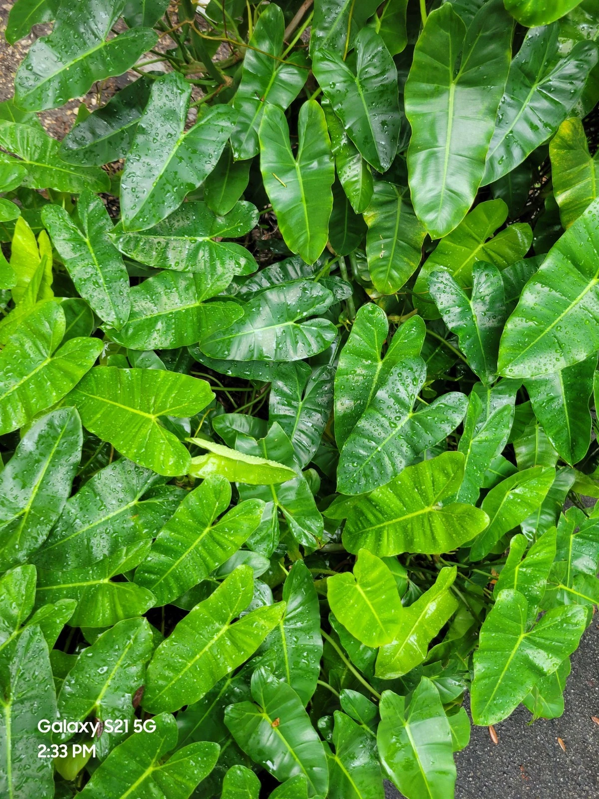 Philodendron Burle Marx Cuttings – Tropical Indoor Plant Stem Propagation Material – Easy Grow Aroid Foliage