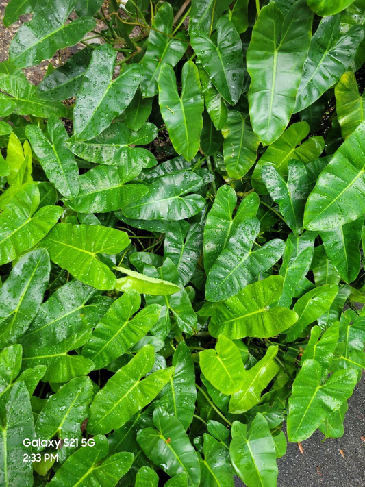 Philodendron Burle Marx Cuttings – Tropical Indoor Plant Stem Propagation Material – Easy Grow Aroid Foliage