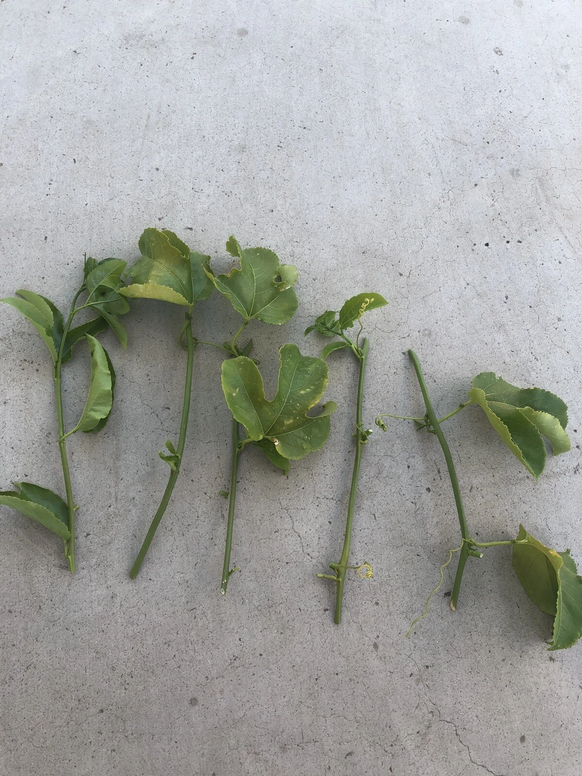 Passiflora edulis Passion Fruit Vine Cuttings – 5 Unrooted Tropical Climbing Plant for Garden and Support