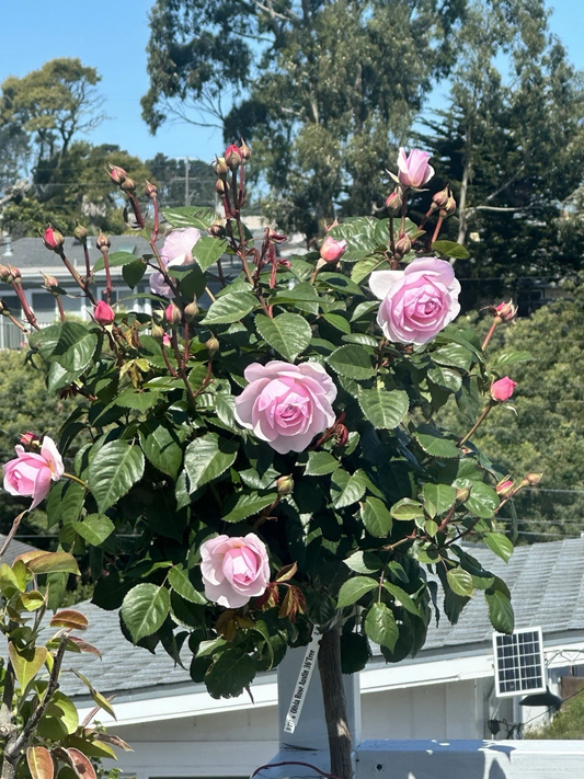Olivia Rose Stem Cuttings – 5 Fresh Unrooted Rose Plant Propagation Cuttings for Garden Growing