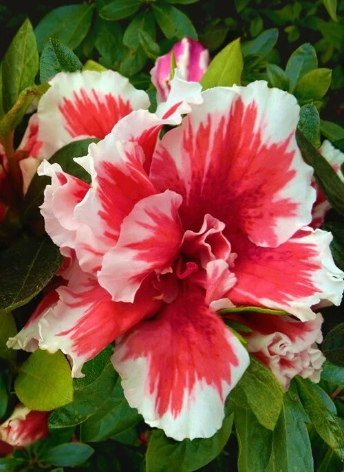 Mardi Gras Deciduous Azalea Starter Plant – Red and White Bicolor Rhododendron Shrub for Garden, Well-Drained Soil, Partial Shade