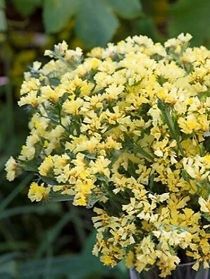 Limonium bonduelli Seeds – 1,000 Yellow Statice Flower Seeds for Garden Beds & Borders, Full Sun, Well-Draining Soil