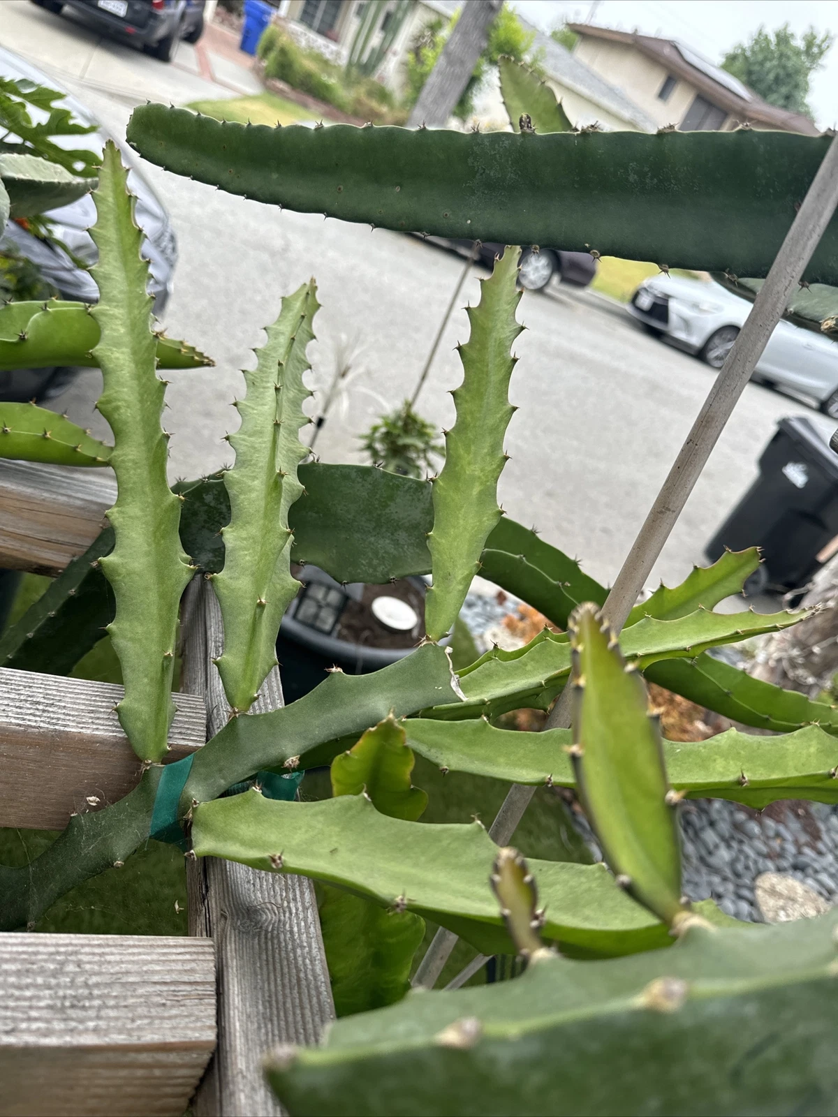 Desert King Dragon Fruit Cutting – 8–12" Live Pitaya Climbing Cactus for Trellis & Warm Climates – Hylocereus Spp.