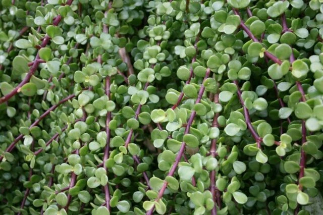 Dwarf Jade Bonsai Cuttings – 15+ Portulacaria Afra Succulent Propagation Plants, 7 Inch Live Starter Plants