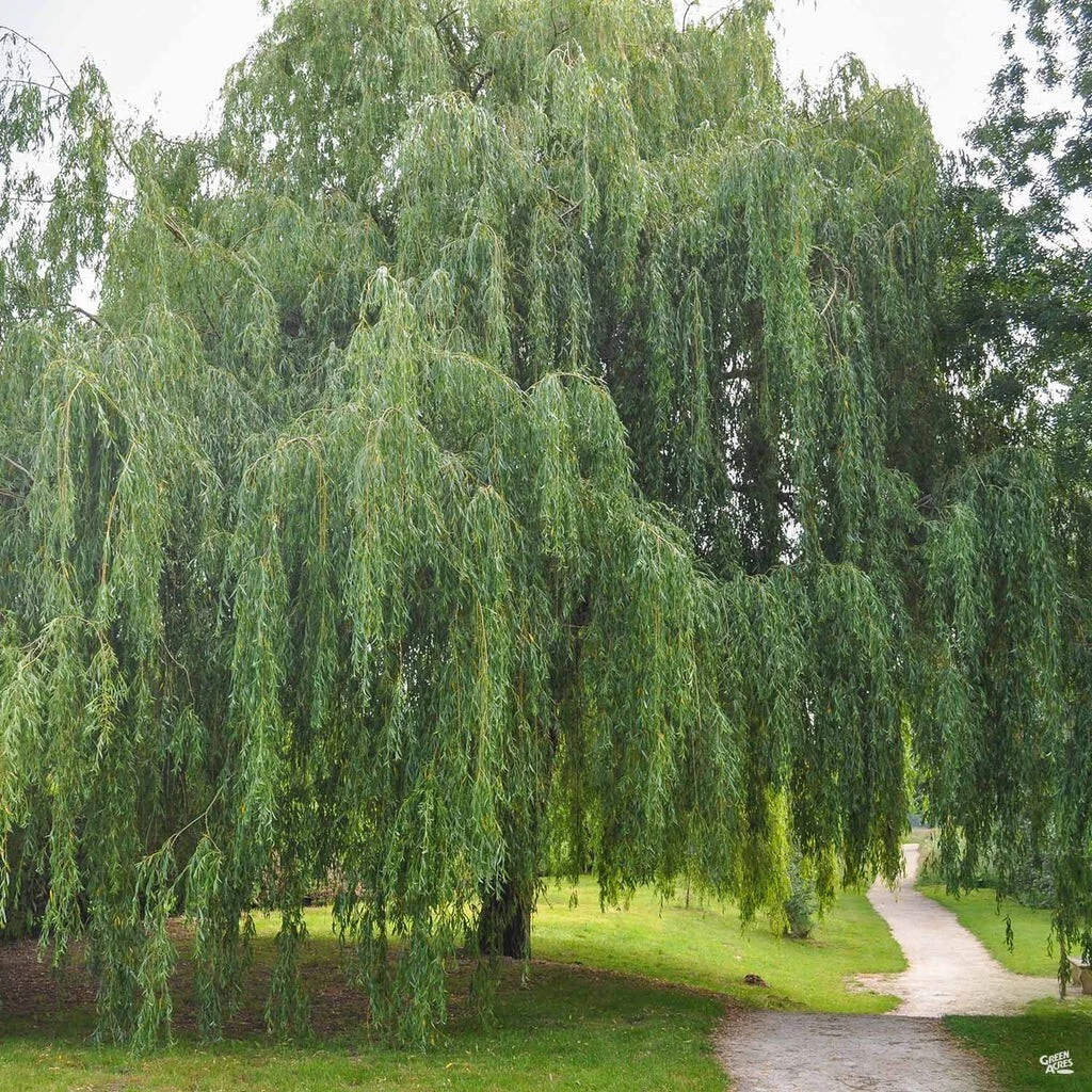 Weeping Willow Cuttings – 20 Unrooted Salix babylonica Tree Stems for Propagation and Rooting