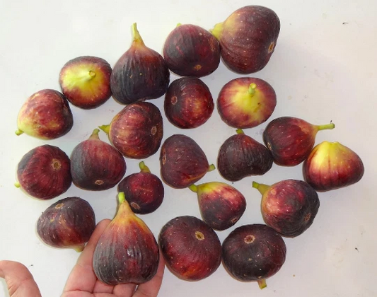 Magnolia Fig Tree Cuttings – 3 Fresh Unrooted Ficus carica Propagation Cuttings for Hardy Zones 6–11