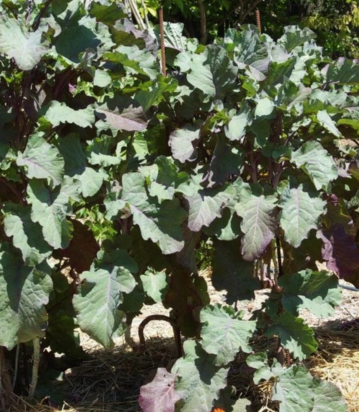 Perennial Purple Leaf Tree Collard Cutting – Brassica oleracea var. acephala Kale, Unrooted Live Plant for Edible Foliage and Garden Color