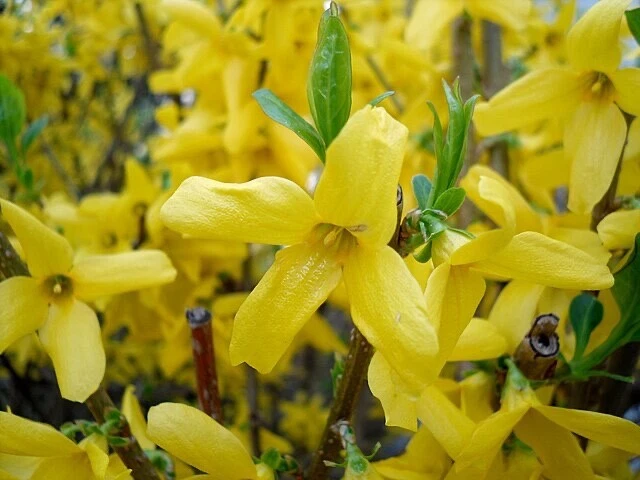 Forsythia Shrub Cuttings – 10 Unrooted 5-Inch Organic Flowering Bush – Forsythia x intermedia