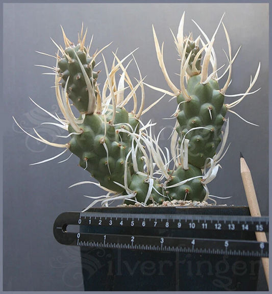 Live Paper Spine Cactus Plant – Tephrocactus articulatus var. papyracanthus, Potted Succulent with Papery Spines, Unique Segmented Cactus