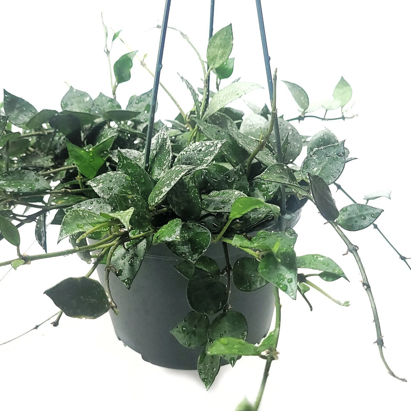 Hoya Krohniana Eskimo Live House Plant – Silver Variegated Vine, 6-Inch Potted Indoor Plant, Hoya Krohniana