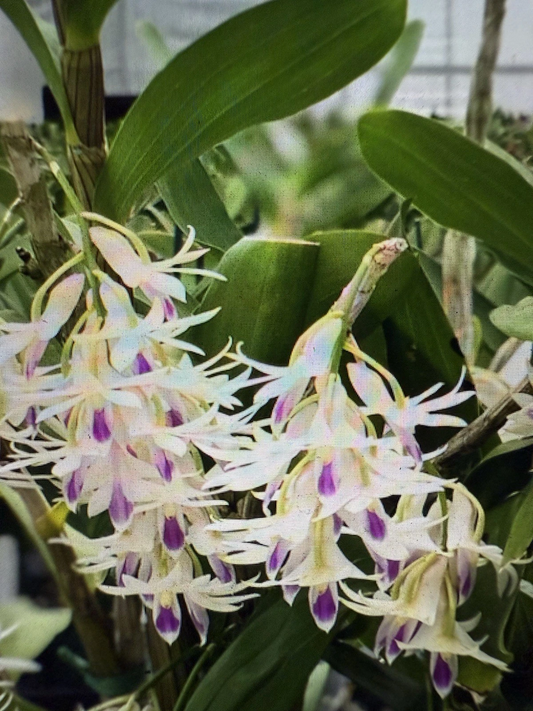 Live Orchid Cuttings – Dendrobium Amethystoglossum Propagation Set with 5 Short Healthy Stems