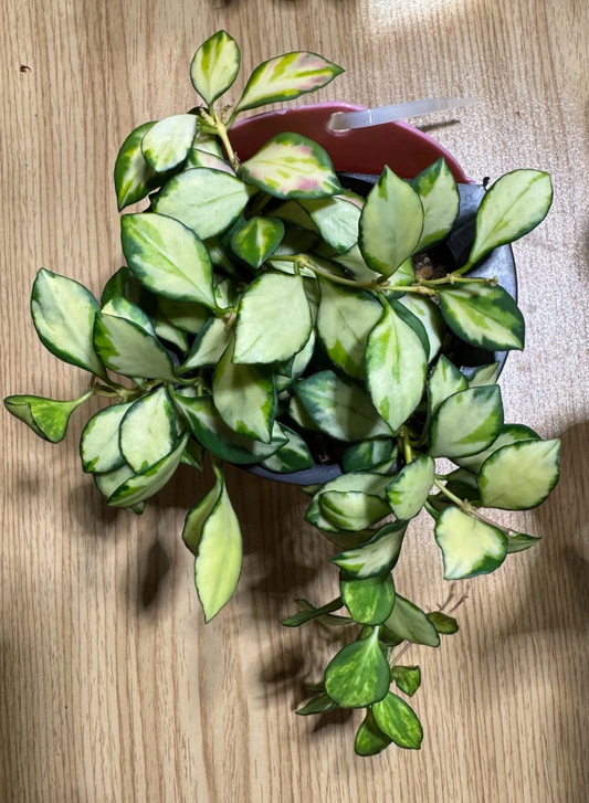 Hoya Heuschkeliana Inner Variegated Cutting – Live 2-Node Propagation Plant for Indoor Vining Houseplant