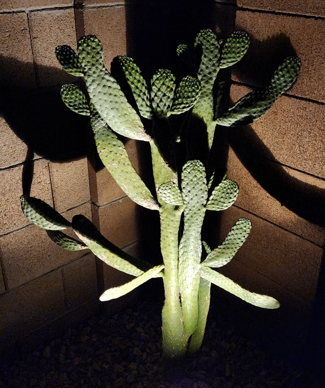 Live Consolea rubescens Cactus Pad Cutting for Propagation, Opuntia-Type Segment, Road Kill Cactus, Succulent Plant Segment