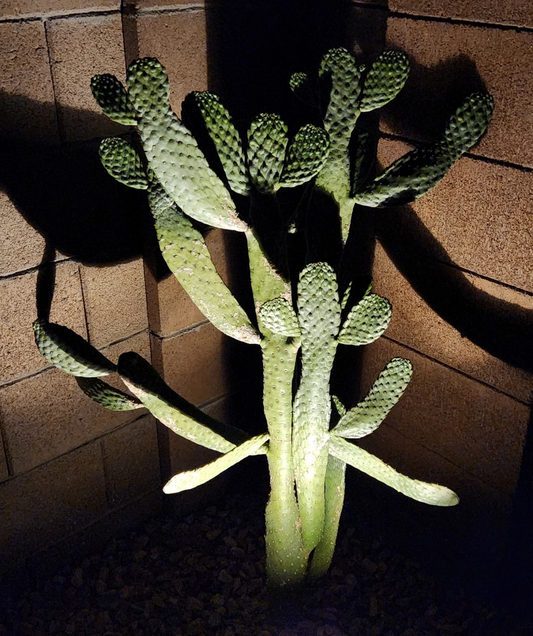 Live Consolea rubescens Cactus Pad Cutting for Propagation, Opuntia-Type Segment, Road Kill Cactus, Succulent Plant Segment