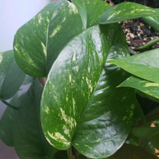 Golden Pothos Cuttings – 6 Live Unrooted Epipremnum aureum Trailing Plant for Indoor Pots & Hanging Baskets