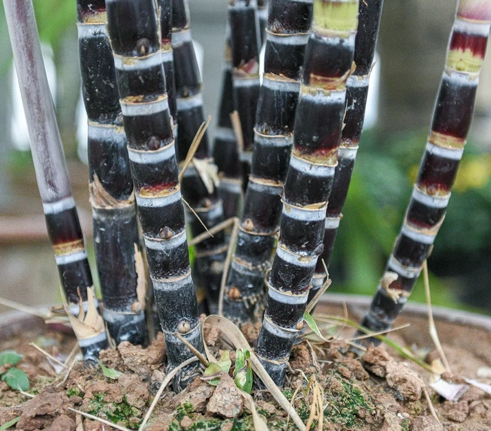 Purple Sugarcane Cuttings – 10 Unrooted Saccharum officinarum Stems, 18 Inch Tropical Grass for Garden & Landscape