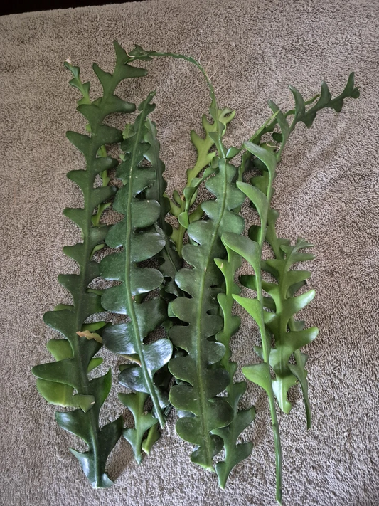 Lot of 12 Ric Rac Epiphyllum Cuttings Fishbone Cactus Unrooted Propagation Ornamental Cactus