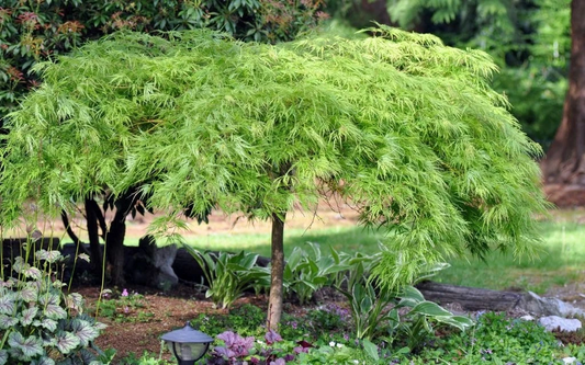 Green Japanese Maple Cuttings – 3 Acer palmatum for Rooting & Grafting, Lush Foliage, Garden Planting, Easy to Grow