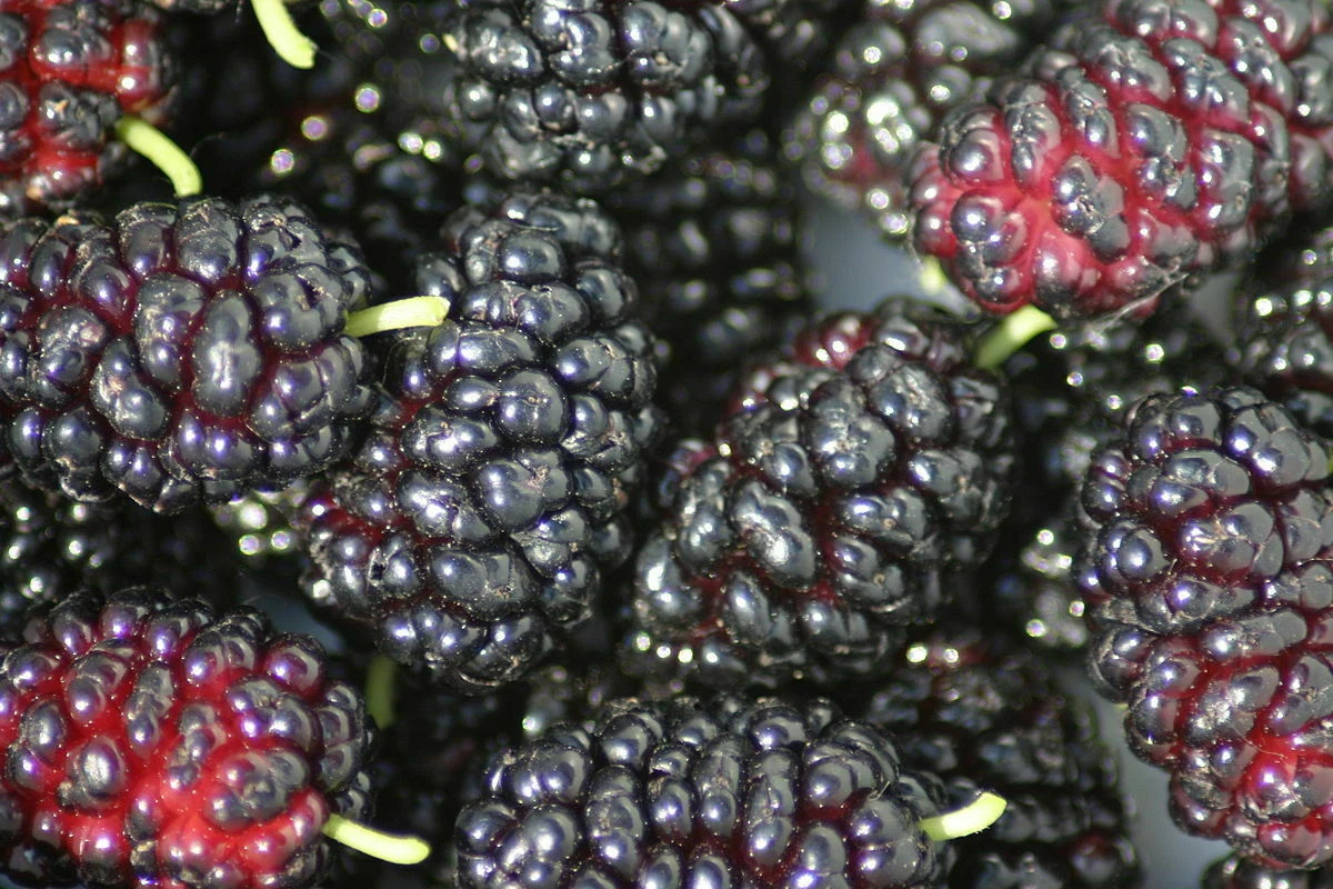 Black Mulberry Cuttings – 12 Morus nigra Unrooted Propagation Cuttings for Fruit Tree Gardening