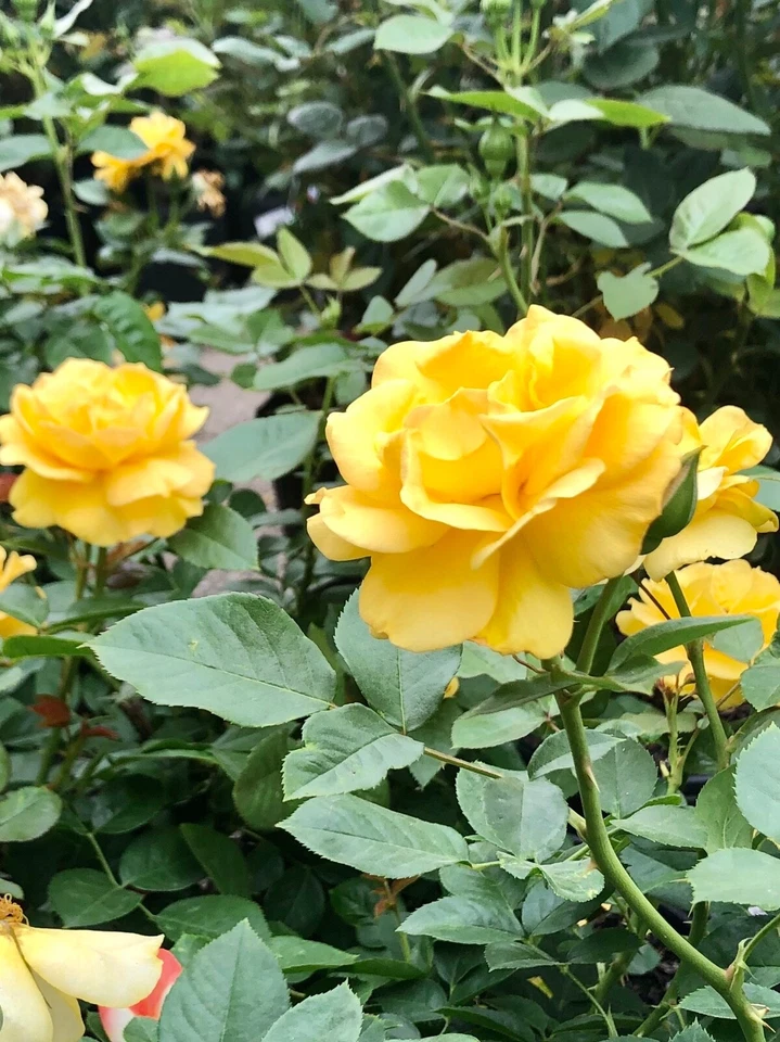 Yellow Texas Rose Cuttings – 3 Unrooted 6-8" Live Rosa Starter Wood for Rooting and Garden Propagation