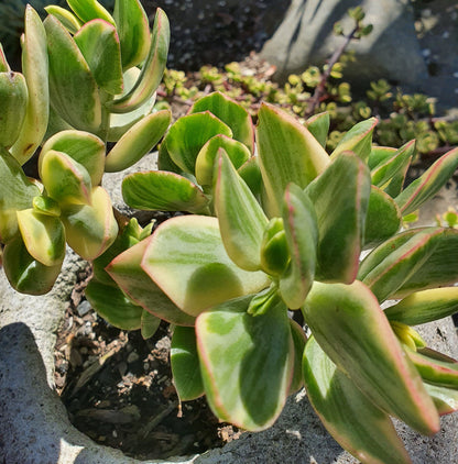 Variegated Jade Cuttings – 3 Crassula ovata Variegata Succulent Stems – Live Unrooted Starter Plants for Indoor Garden