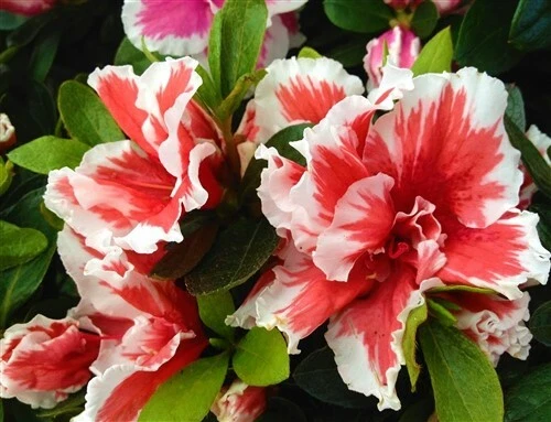 Live Mardi Gras Azalea Starter Plant, Deciduous Rhododendron, Red & White Bicolor Flowers, Garden Shrub, Container Plant
