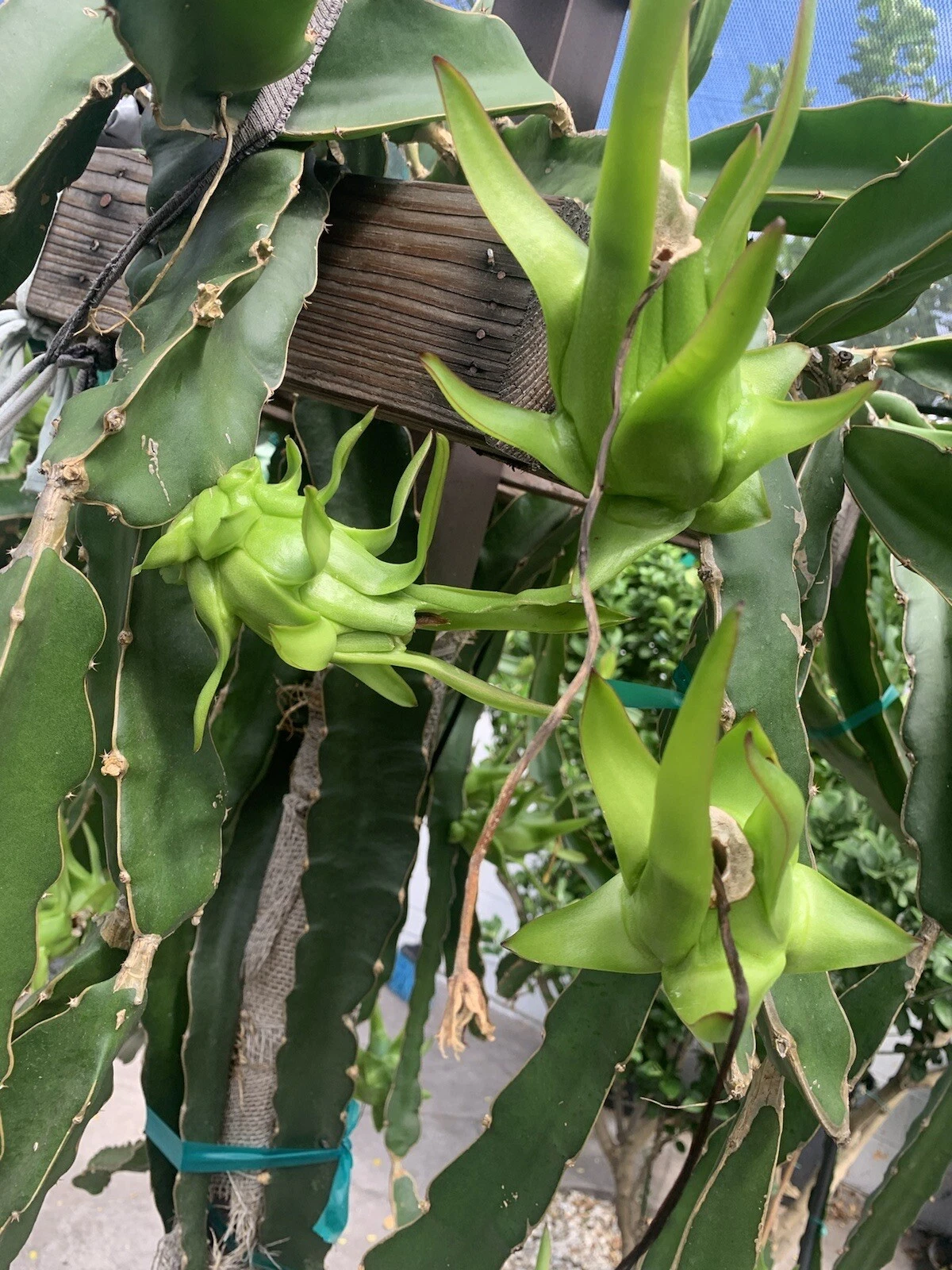 Dragon Fruit Cuttings – 8-12 Inch Unrooted Pitaya Cactus for Propagation, Exotic Tropical Fruit Plant, Hylocereus spp.